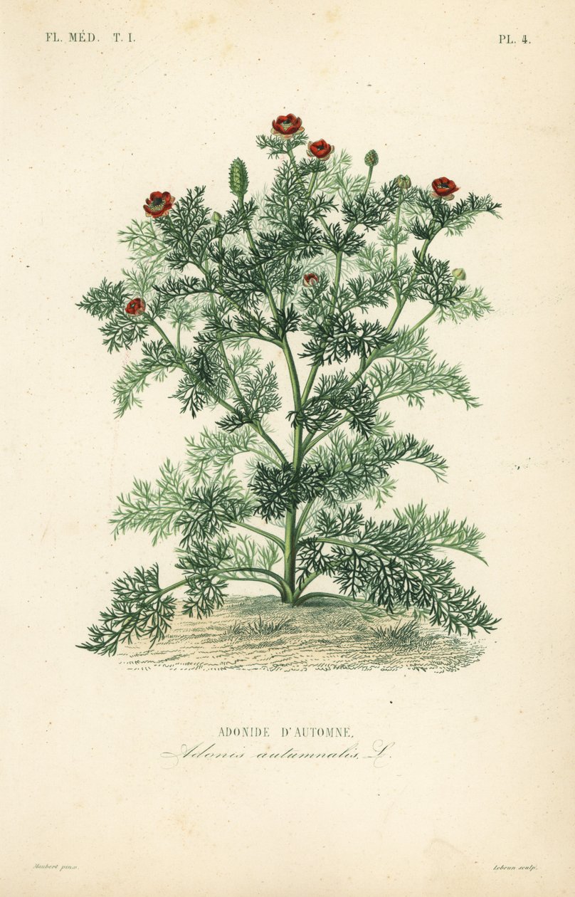 Adonis blomst eller fasanøye, Adonis ettårig, Adonis autumnalis, Adonis d