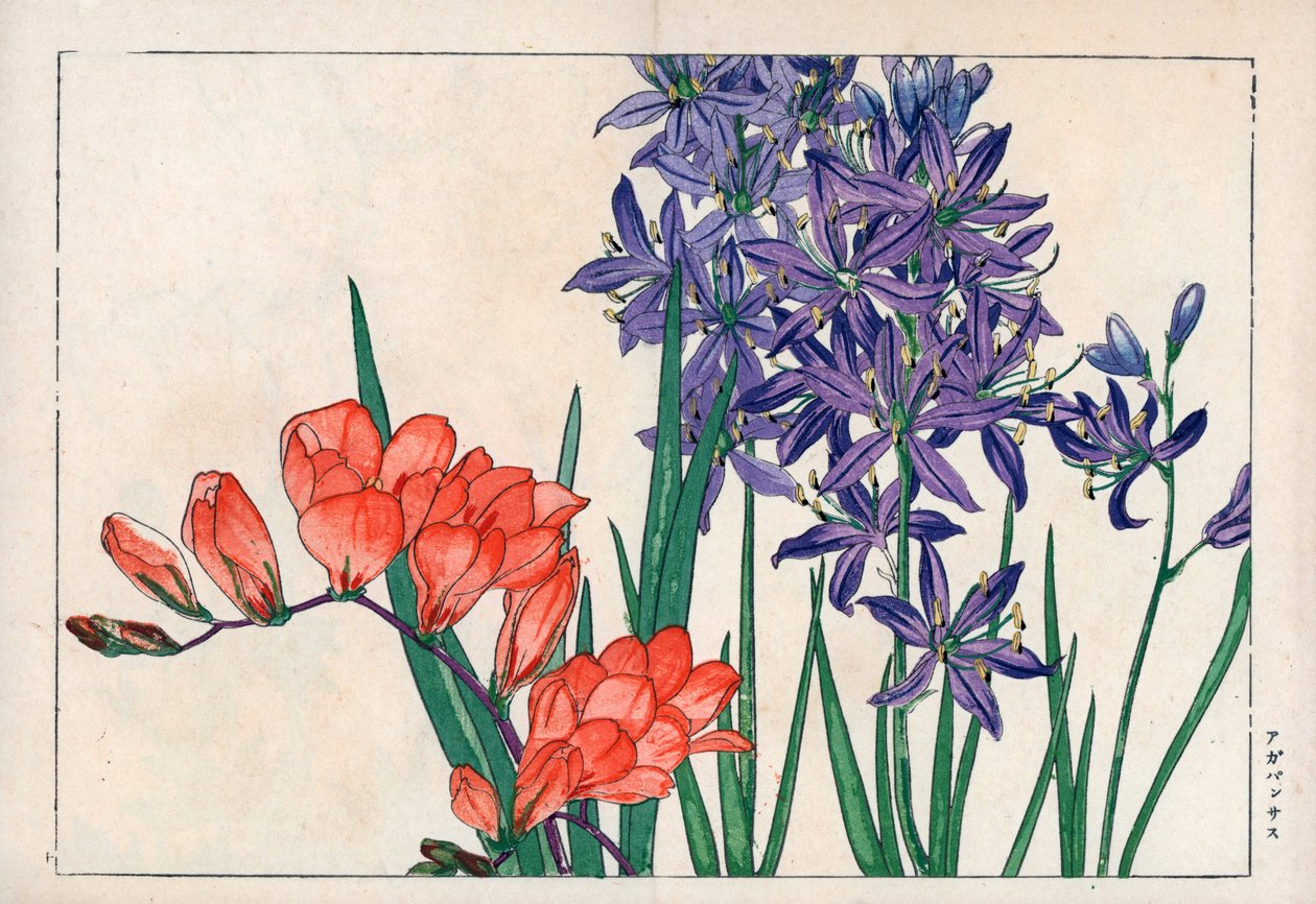 Agapant eller lilje fra Nilen (blå) og fresia. Afrikansk lilje, Agapanthus africanus, og fresia, Freesia refracta. Håndkolorert tresnitt fra Konan Tanigamis «Seiyou Sokazufu» (Bildealbum med vestlige planter og blomster: Vår), Unsodo, Kyo av Unbekannter Künstler