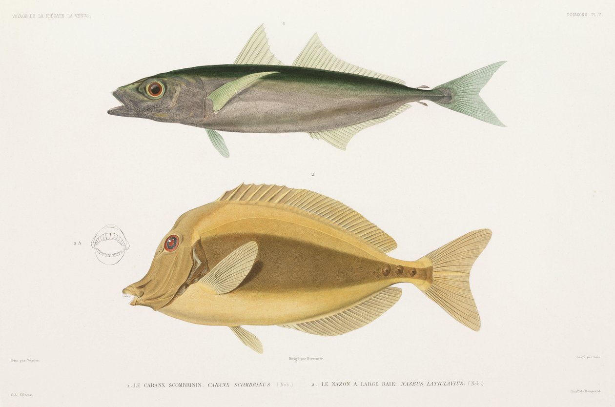 Amberstripe scad og Razor surgeonfish av Unbekannter Künstler