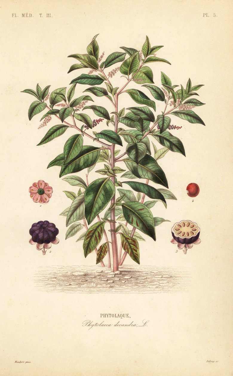 Amerikansk pokeweed, Phytolacca americana, Phytolacca decandra, Phytolaque av Unbekannt