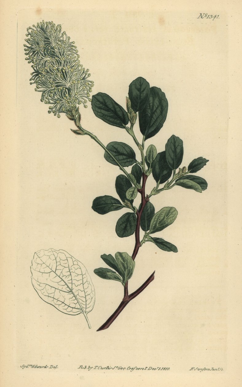 Amerikansk Wych Hazel, Fothergilla gardenii (Blunt-leaved fothergilla, Fothergilla alnifolia obtusa) av Unbekannt