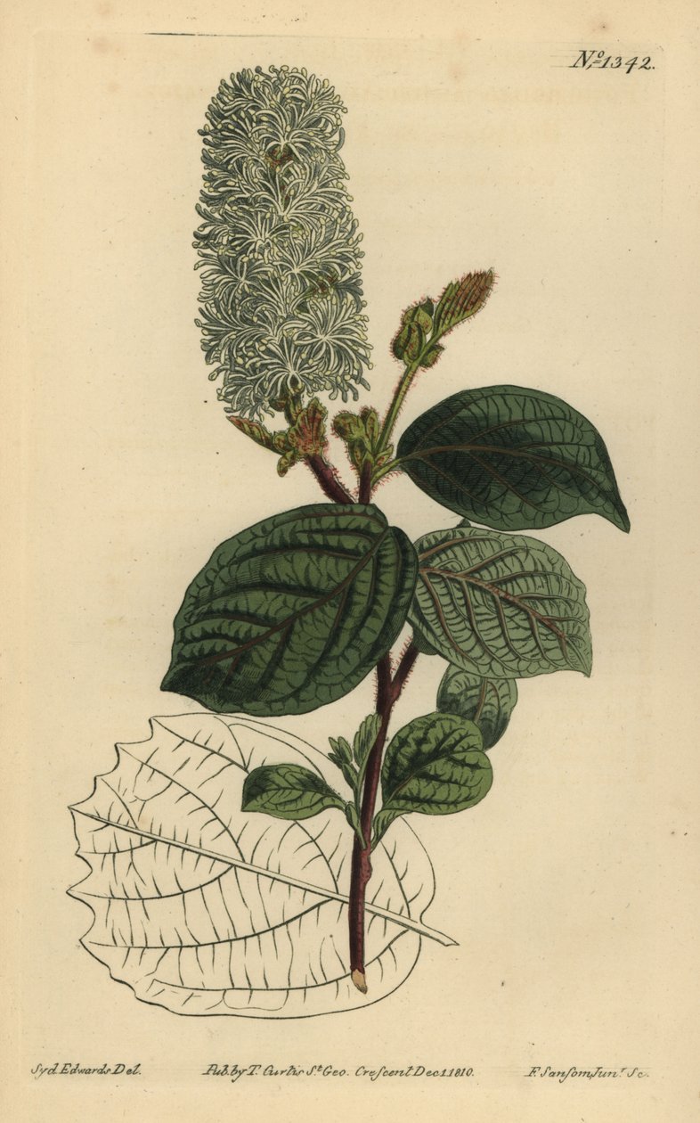 Amerikansk wych-hassel, Fothergilla gardenii (bredbladet fothergilla, Fothergilla alnifolia major) av Unbekannt