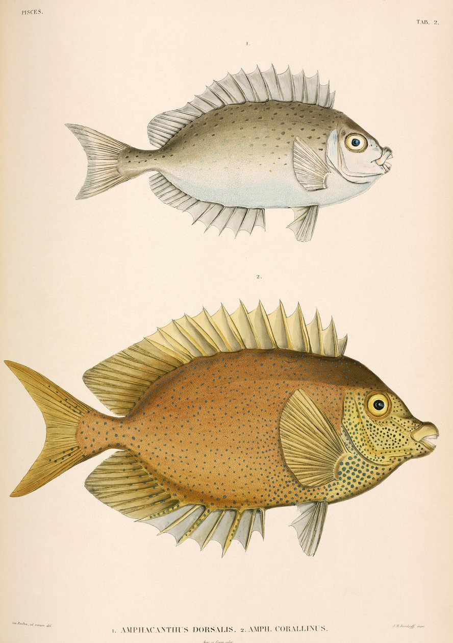 Amphacanthus dorsalis, Amphacanthus corallinus, Indonesia av Unbekannter Künstler