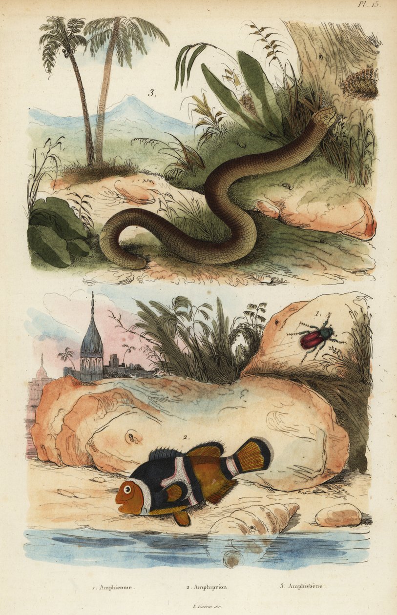 Amphicoma scullelata 1, saddleback klovnefisk, Amphiprion polymnus 2 og hvit ormøgle, Amphisbaena alba 3. Amphiprion laticlavius Amphicome, Amphiprion, Amphisbene av Unbekannt