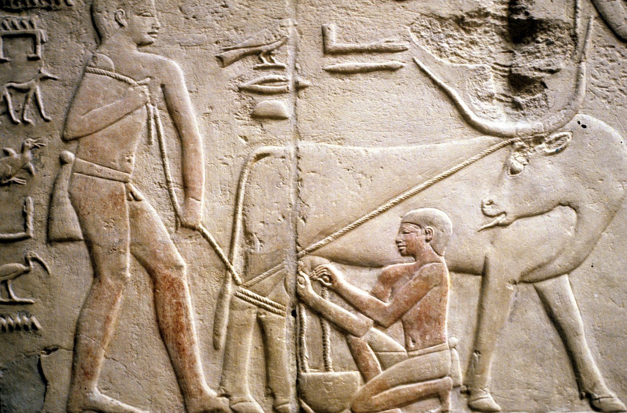 Det gamle Egypt: Saqqarah (eller Saqqara eller Sakkarah): nekropolis av det gamle imperiet, adeliges grav. Detalj av relieffene som viser melkingen av en bøffel. av Leopold Blonder