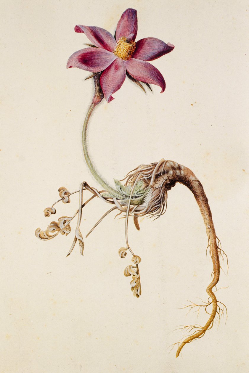 Anemone pulsatilla/Anenome pulstaille av Unbekannt