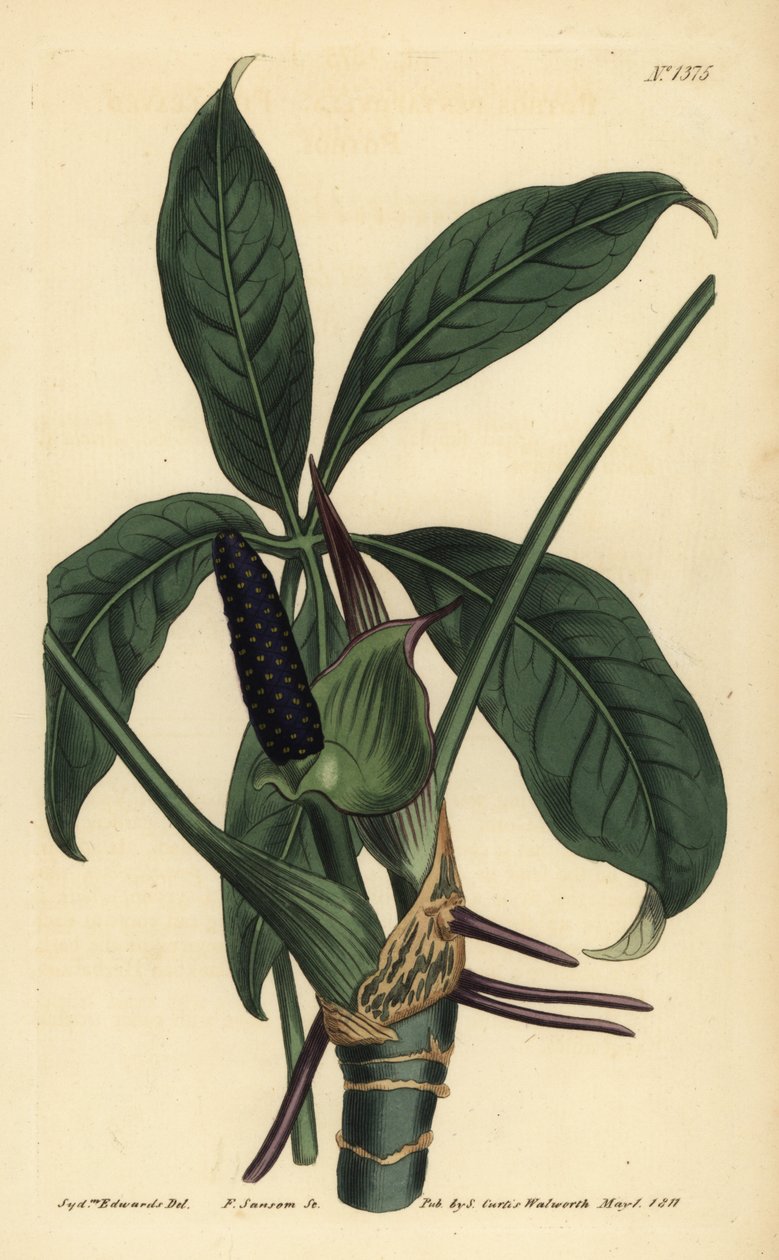 Anthurium palmatum (fembladet pothos, Pothos pentaphylla) av Unbekannt