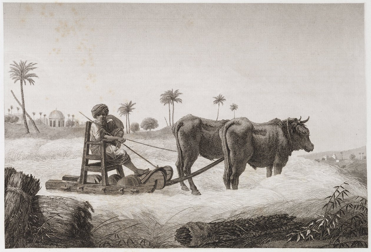 Åkerbruk, innhøstingstreskemaskin, Egypt, ca 1798 av Unbekannt