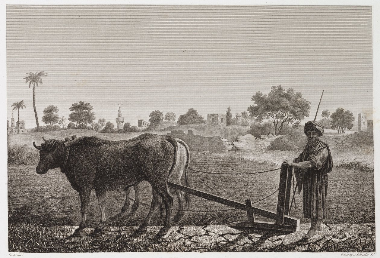 Jordbruk, pløying Pløying med okser, Egypt, ca 1798 av Unbekannt