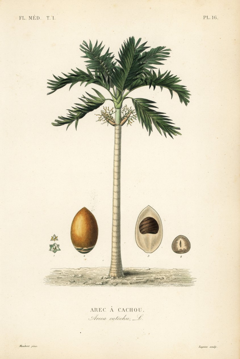 Areca nøttepalme, Areca catechu, Arec a cachou av Unbekannt