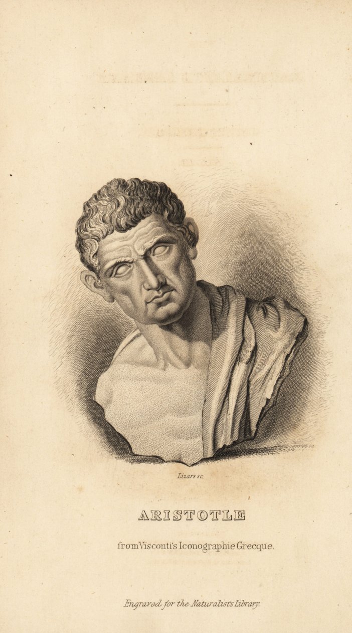 Aristoteles, gresk filosof og naturforsker, 384-322 f.Kr av Unbekannt