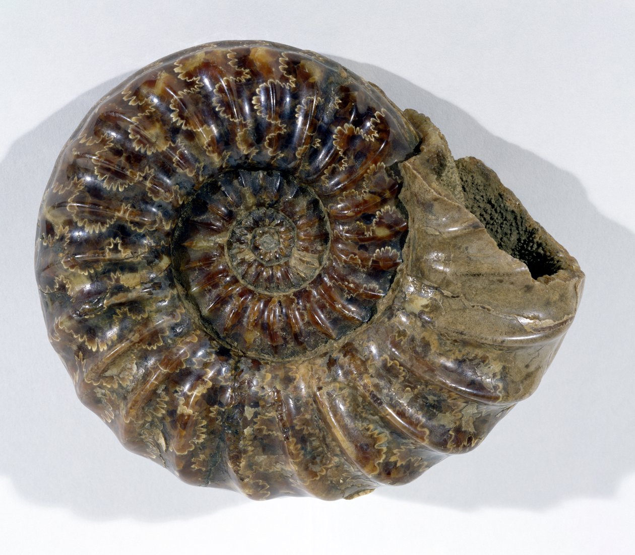Asteroceras obtusum (Ammonite) funnet i Lyme Regis, Dorset, nedre krittperiode (bilde) av Unbekannt
