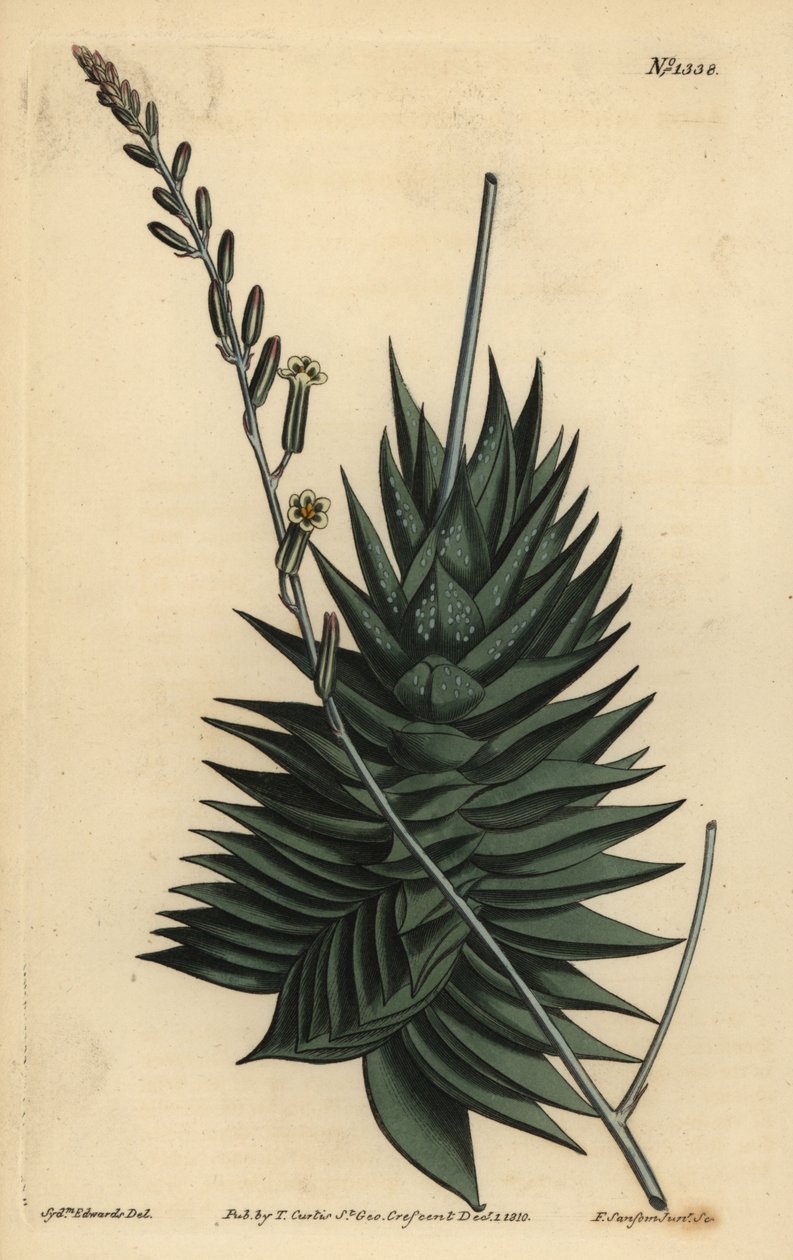 Astrolobes spiralis (Femkantet aloe, Aloe pentagona) av Unbekannt