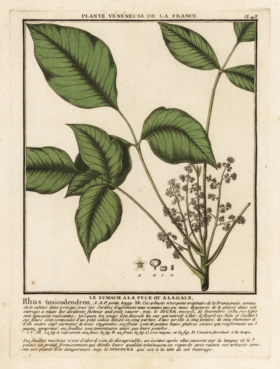 Atlantisk gifteik, Toxicodendron pubescens. av Unbekannter Künstler