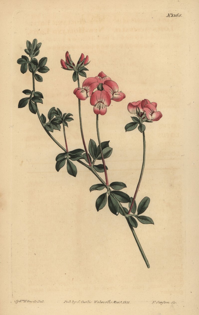 Austral trefoil eller New-Holland lotus, Lotus australis av Unbekannt