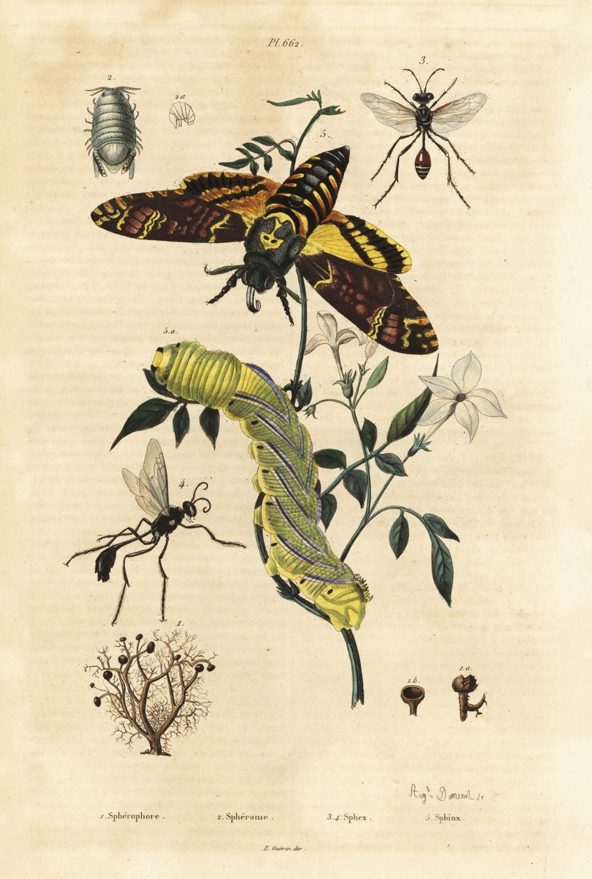Kulelav, Sphaerophorus globulus 1, Dynamene krepsdyr 2, graveveps, Sphex-arter 3,4 og afrikansk dødshodehaukmott, Acherontia atropos og larve 5 av Unbekannt