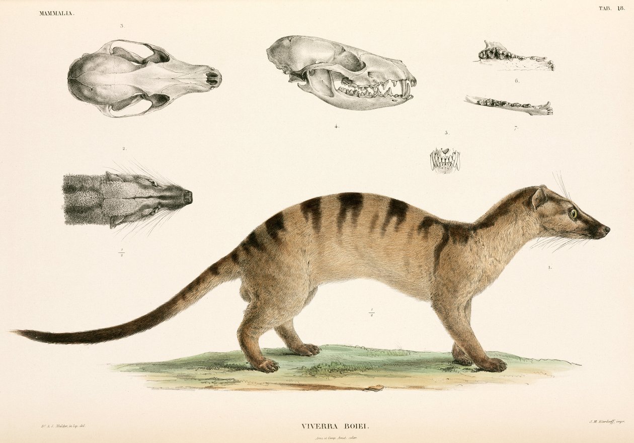 Båndet palme civet, Indonesia av Unbekannter Künstler