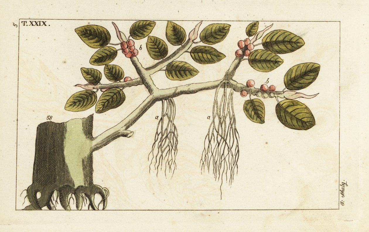 Banyanfikentre med luftrøtter, Ficus benghalensis. av Unbekannter Künstler