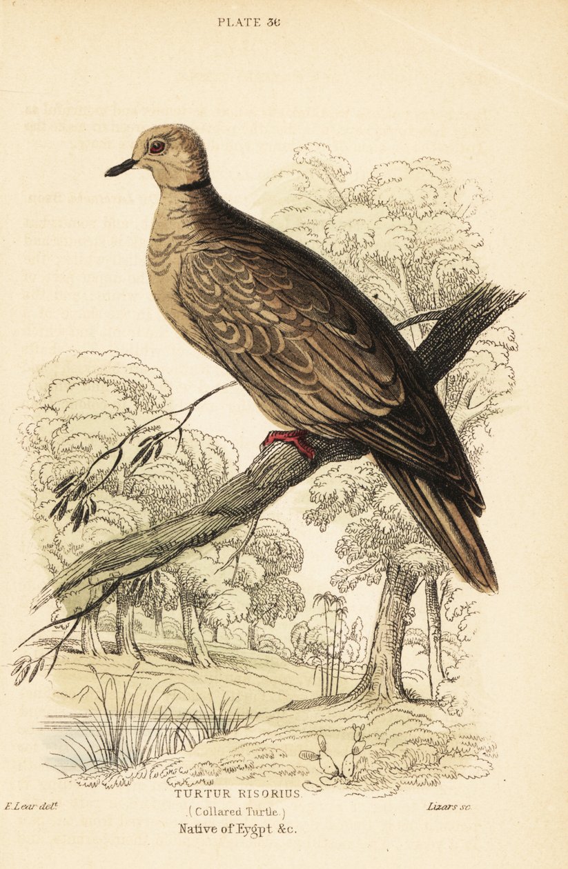 Barbaridue, Streptopelia risoria. 1889 (gravering) av Unbekannter Künstler
