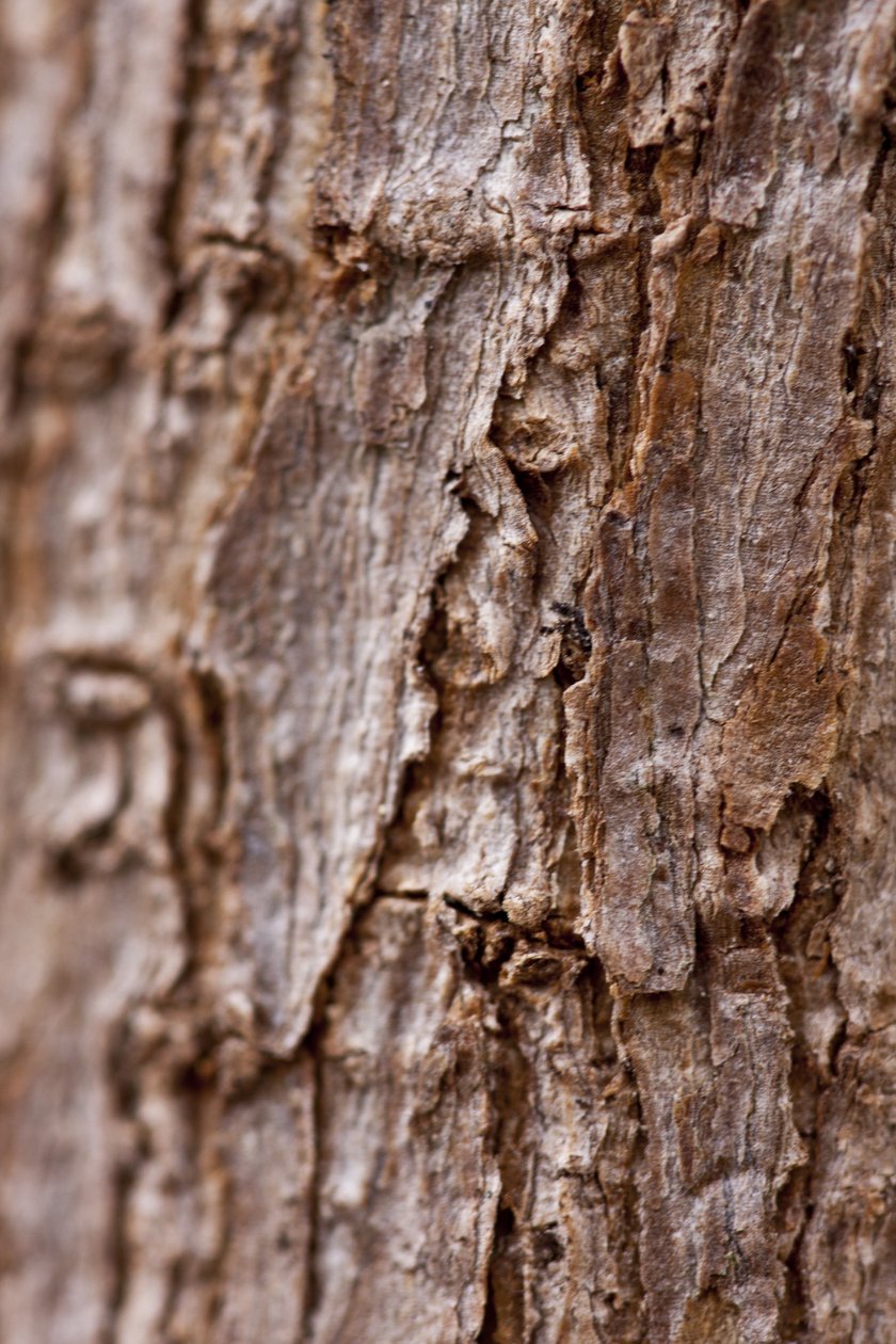 Bark II (fotografi) av Unbekannter Künstler