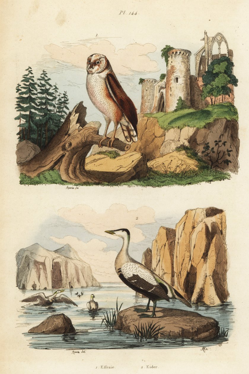 Lårugle, Tyto alba og ærfugl, Somateria mollissima av Unbekannt