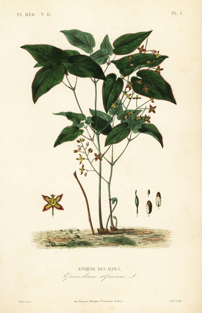 Barurt eller bispelue, Epimedium alpinum, Epimede des alpes av Unbekannt