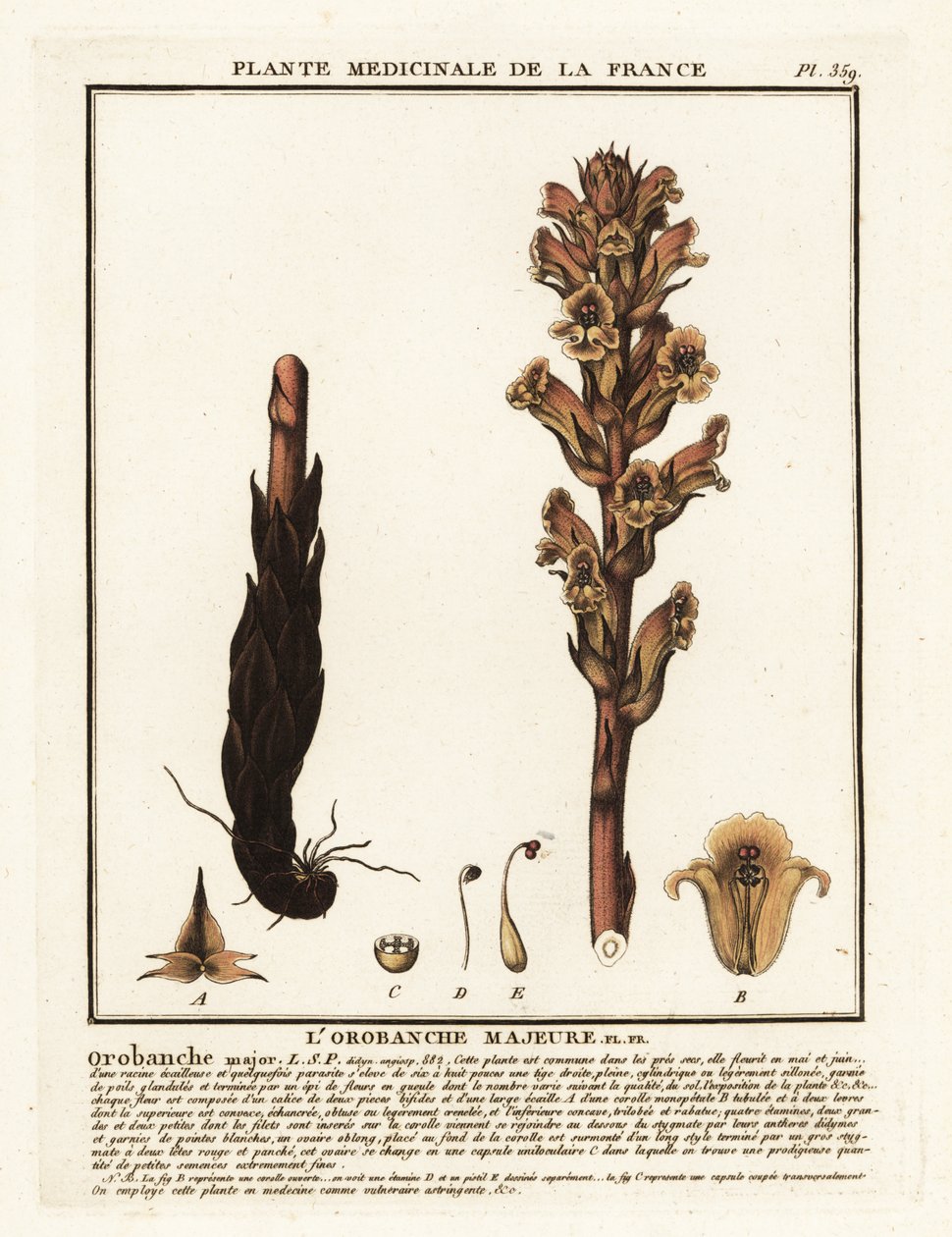 Sengehalm sopelime; Orobanche caryophyllacea. av Unbekannter Künstler