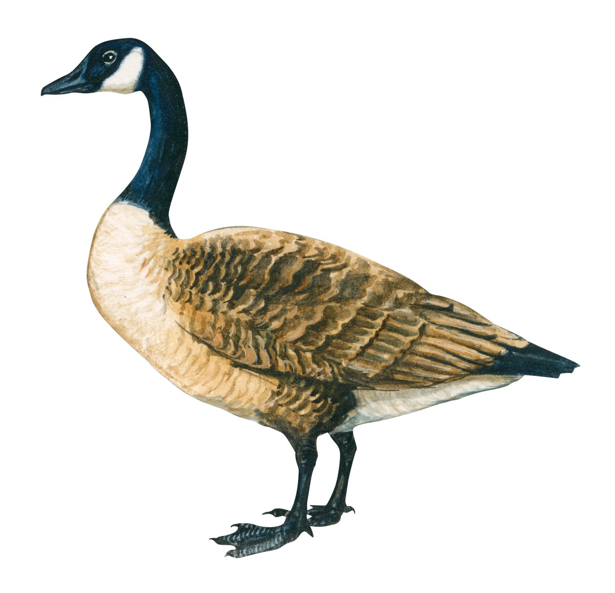 Bernache du Canada - kanadagås (Branta canadensis) av Unbekannter Künstler