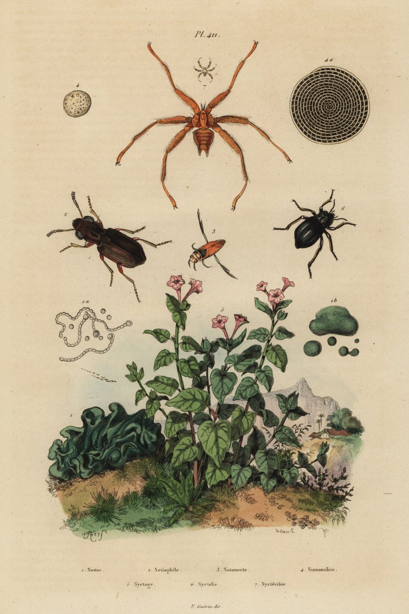 Storøyd bille, Notiophilus biguttatus, ryggsvømmer, Nononecta-arter, nummulittfossil, mørkebille, Nyctelia-arter, flaggermusflue, Nycteribia-arter av Unbekannt