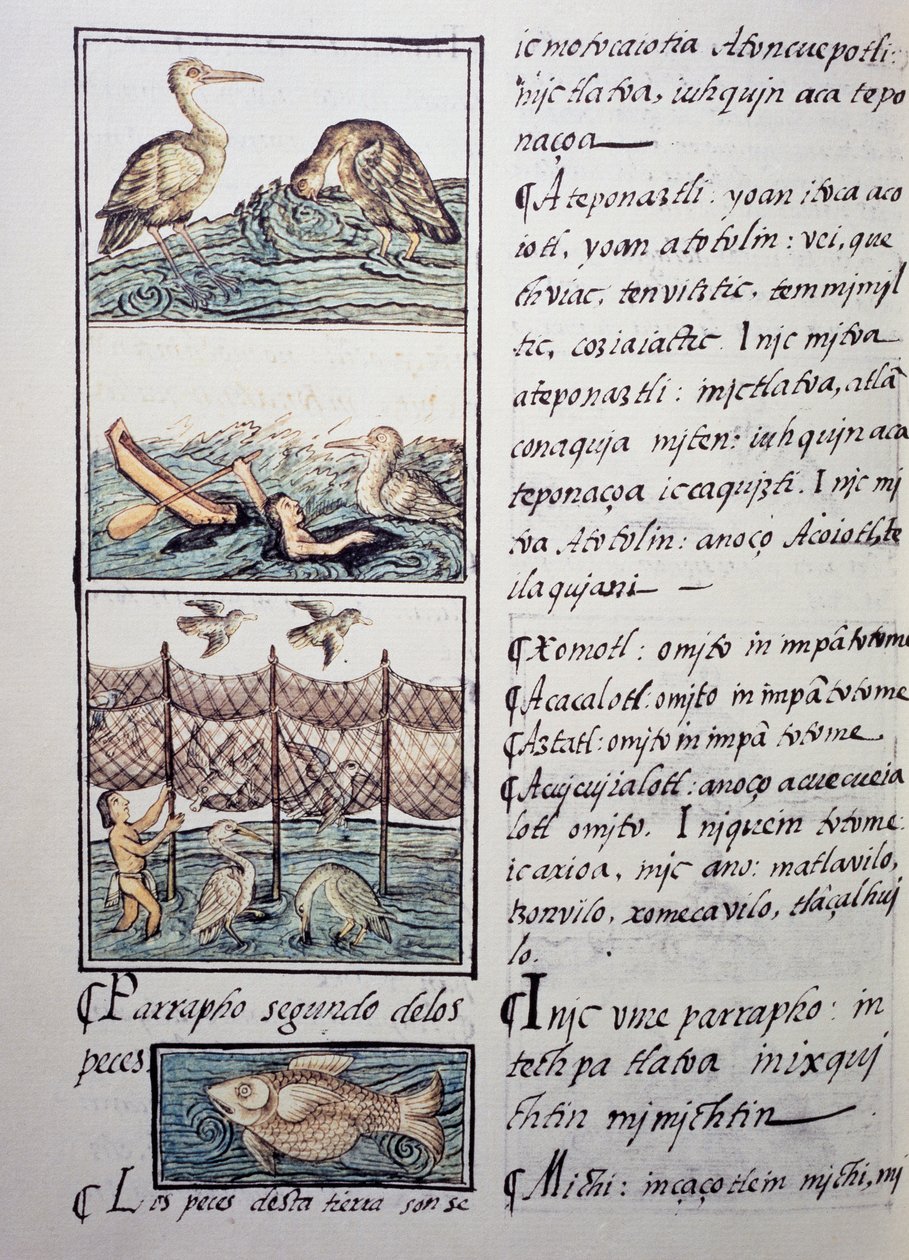 Fuglejakt på innsjøen, side fra den florentinske kodeksen, tospråklig versjon på spansk og Nahuatl, General History of the Things of New Spain, av den spanske misjonæren Fray Bernardino de Sahagun (1499-1590). Aztekisk sivilisasjon av Benjamin Baud