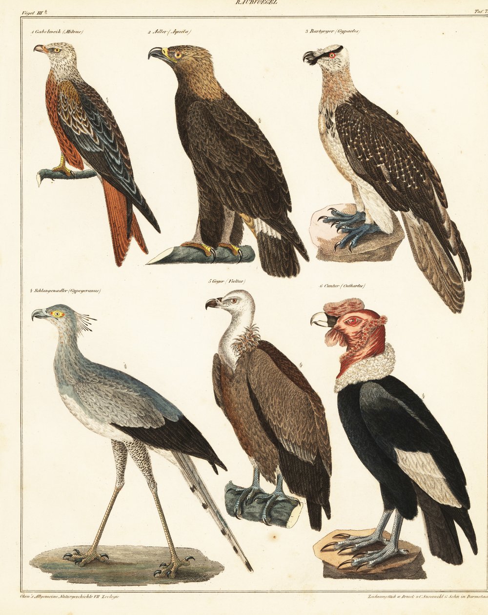 Rovfugler., 1841 (litografi) av Unbekannter Künstler