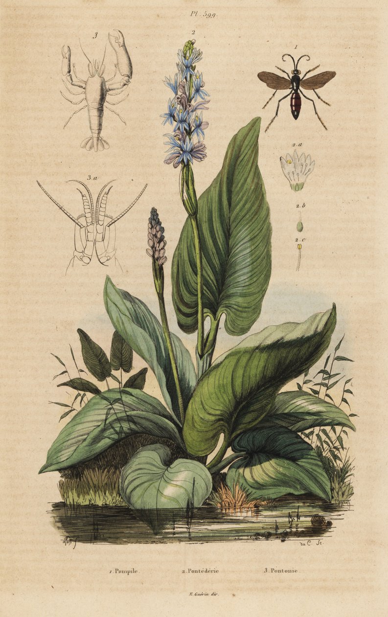 Svartbåndet edderkoppveps, Anoplius viaticus 1, plukkerve, Pontederia cordata 2 og vaktreke, Anchistus custos 3 av Unbekannt