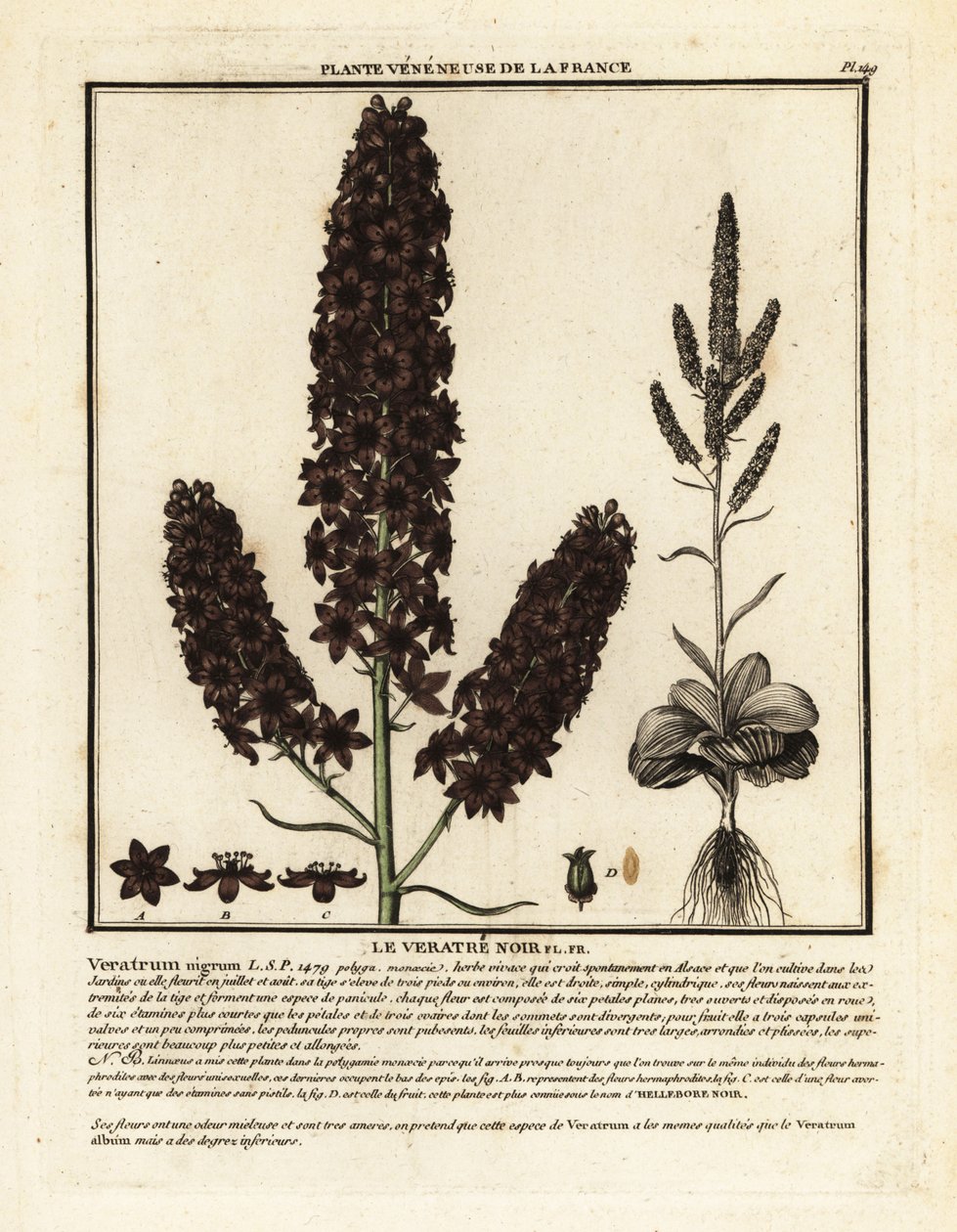 Svart falsk hellebore, Veratrum nigrum. av Unbekannter Künstler