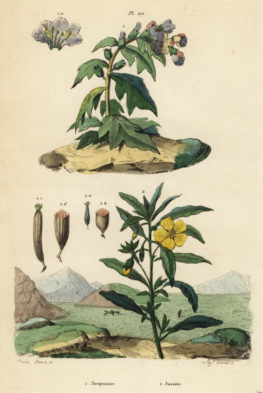 Svart hønebane, Hyoscyamus niger 1 og peruansk primula-pil, Ludwigia peruviana 2 av Unbekannt