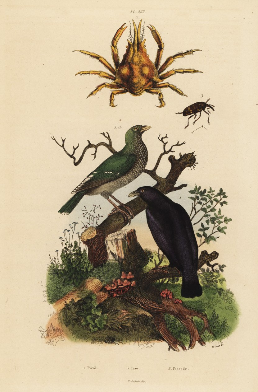 Svart oriole, Oriolus hosii 1, grønn oriole, Oriolus flavocinctus 1a, firhornet edderkoppkrabbe, Pisa tetraodon 2, snitebille, Pissodes art 3 av Unbekannt