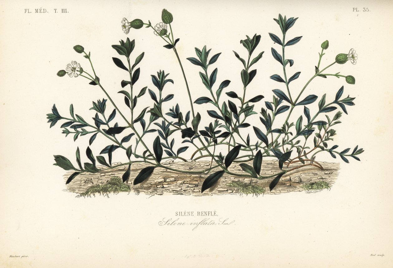 Blærecampion, Silene vulgaris, Silene inflata, Silene-buler av Unbekannt