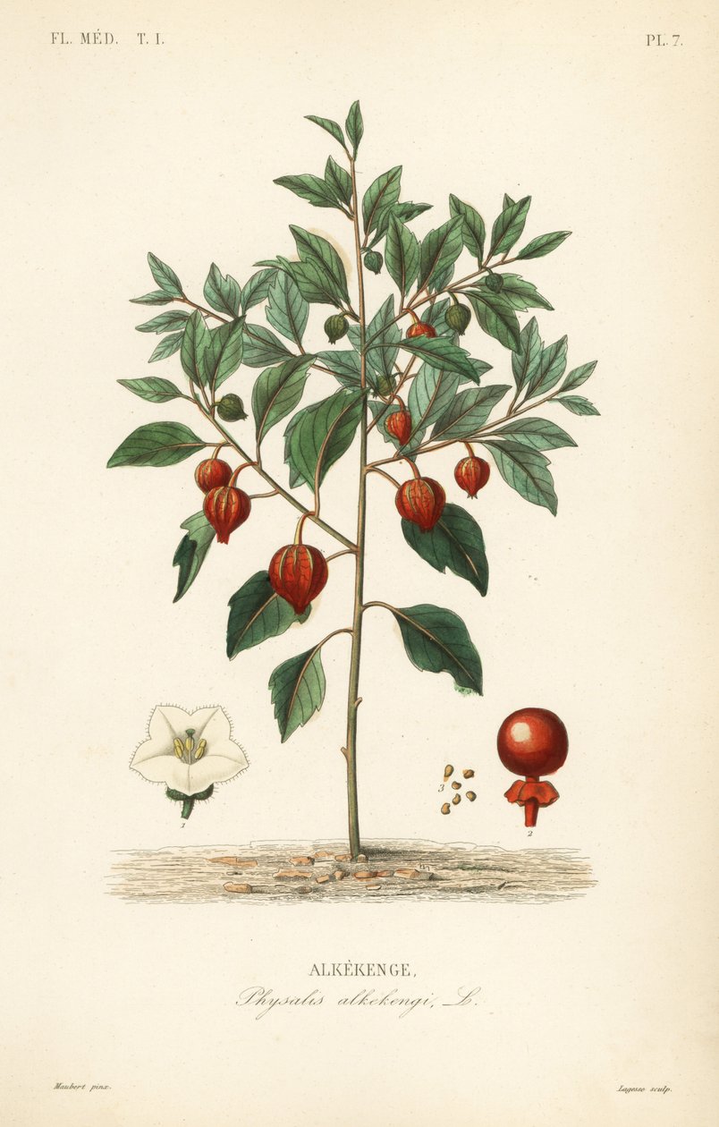 Blærekirsebær eller kinesisk lykt, Physalis alkekengi, Alkekenge av Unbekannt