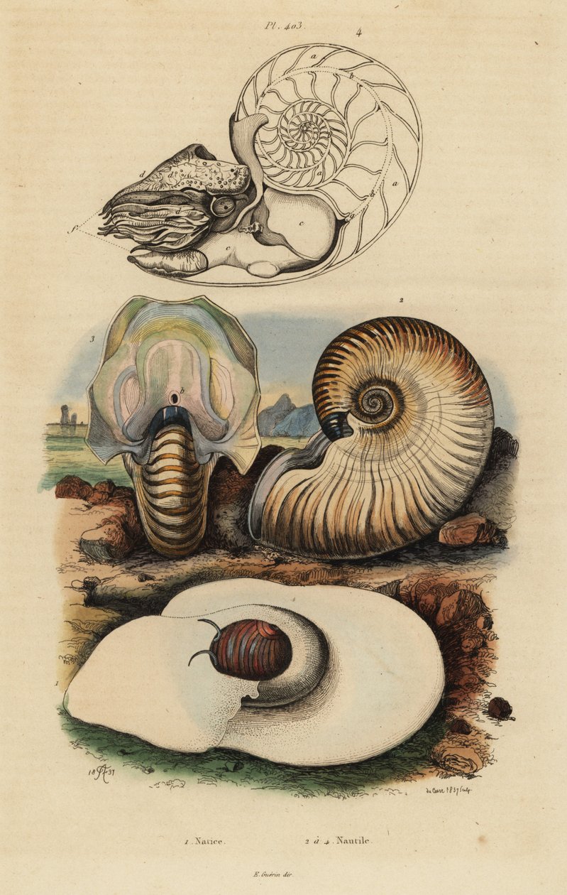 Blæremånesnegl, Neverita didyma 1, crusty nautilus, Nonion navle 2, og chambered nautilus, Nautilus pompilius 3,4 av Unbekannt
