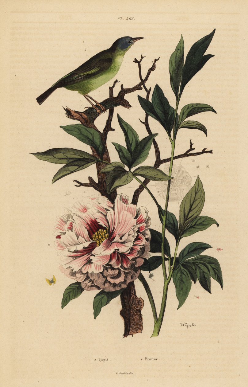 Blåhodet viftehale, Rhipidura cyaniceps 1 og peon, Paeonia suffruticosa 2 av Unbekannt