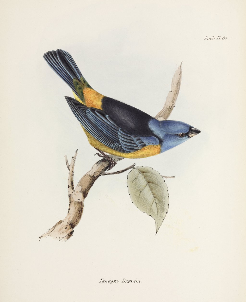 Blå og gul tanager, Sør-Amerika, ca 1832-1836 av Unbekannter Künstler