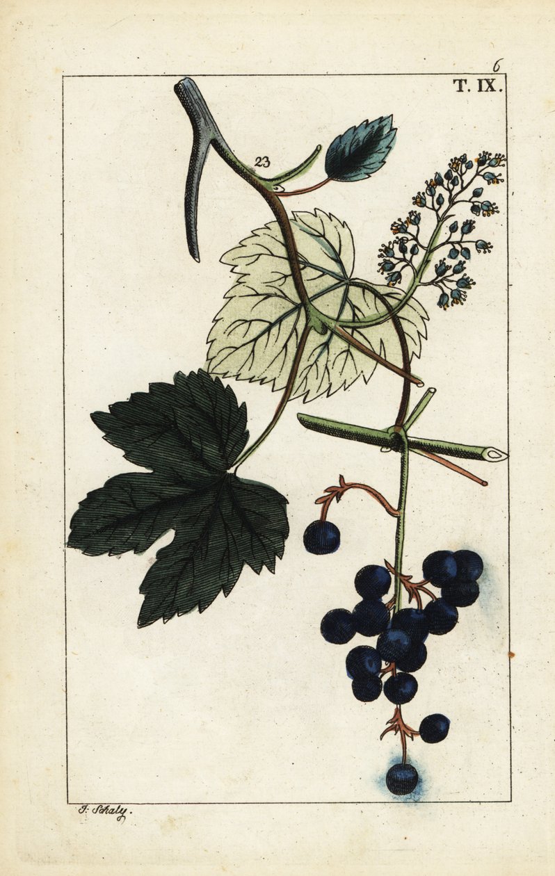 Blå druer på vintreet, Vitis vinifera. av Unbekannter Künstler