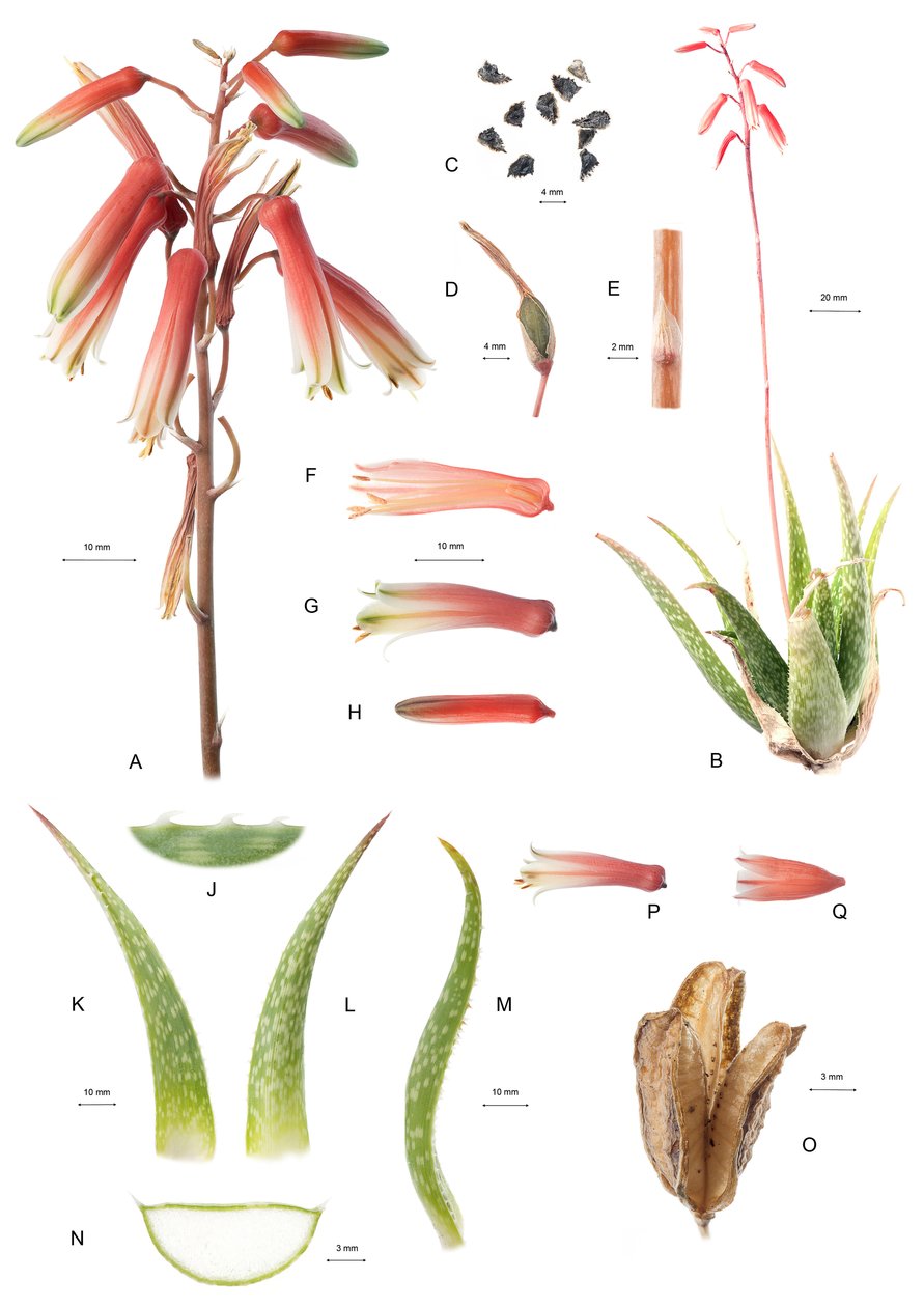 Botanisk bord/Aloe/Aloe av Unbekannt