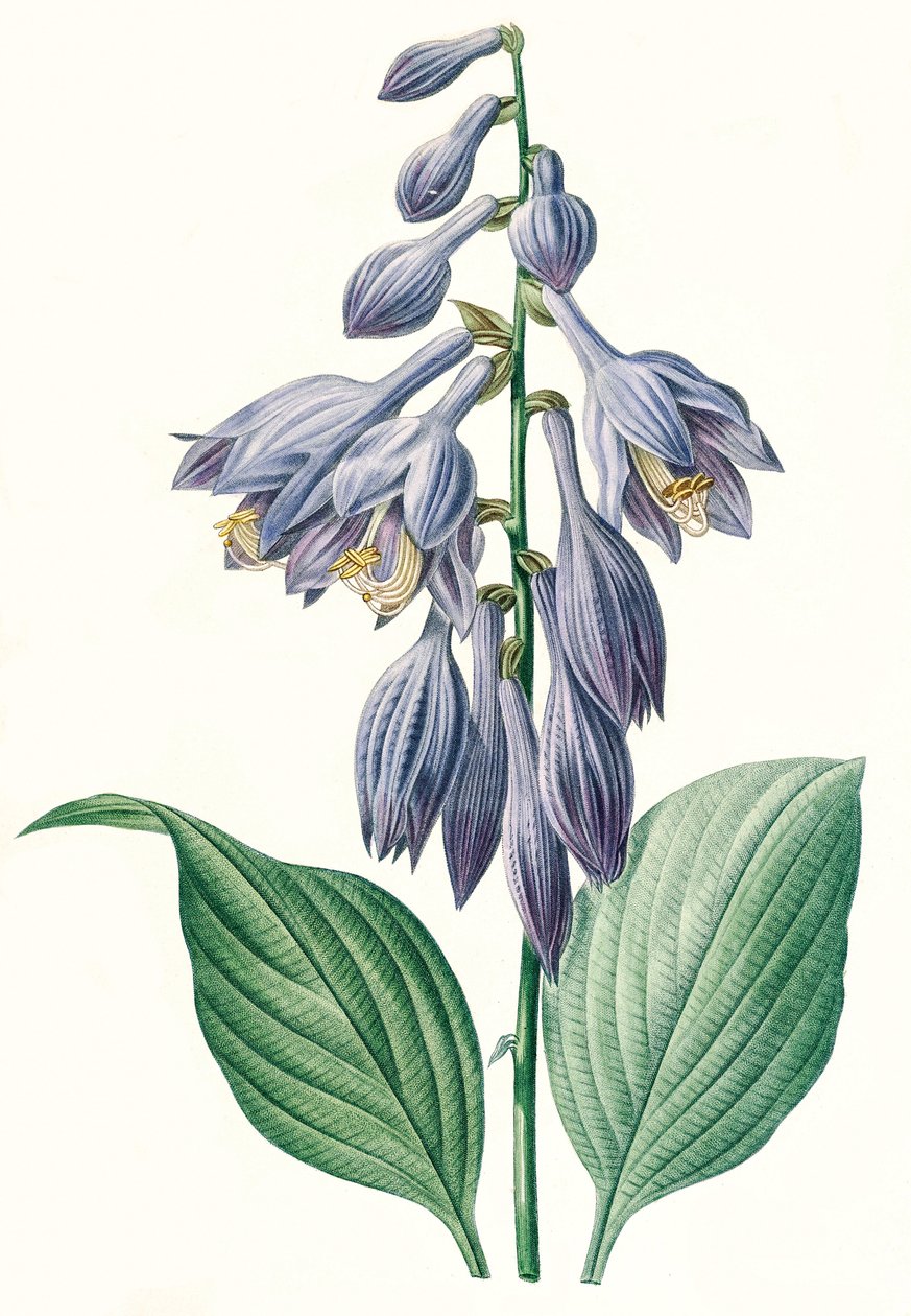 Botanisk illustrasjon/Redoubt/Hosta ventricosa av Unbekannt