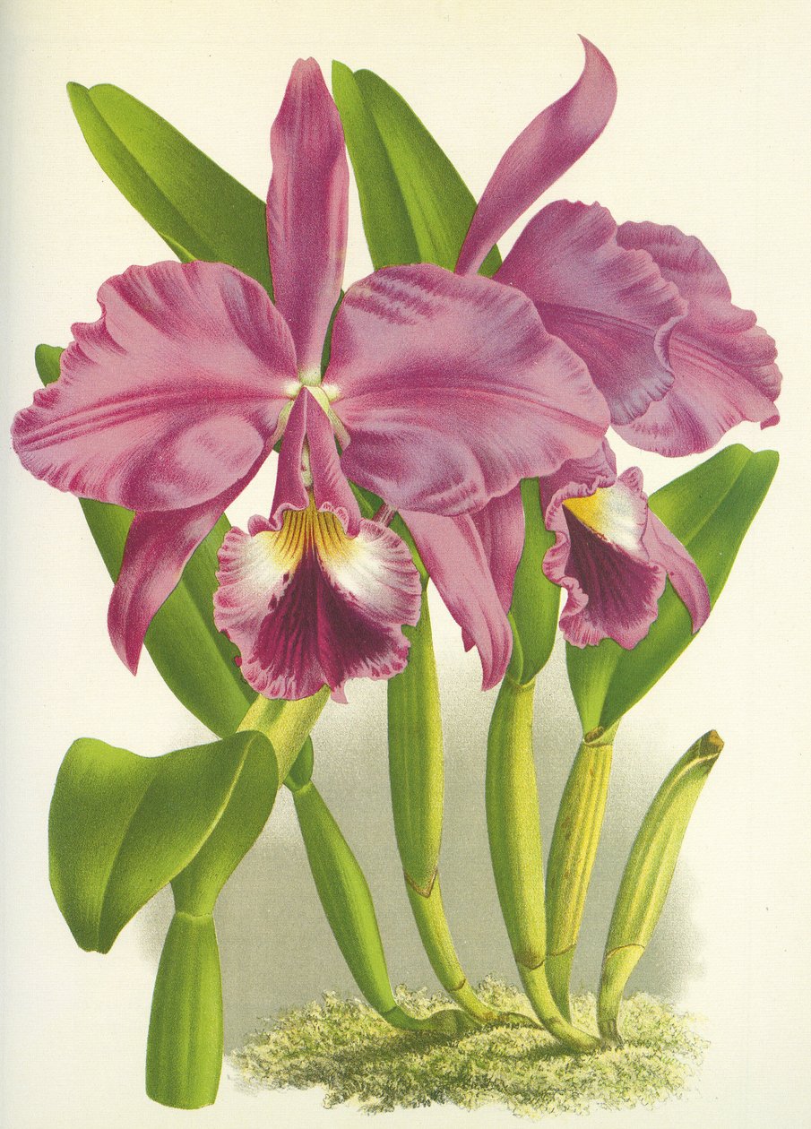 Botanisk tavle/Cattleya labiata var. Autumnalis/Lindenia av Unbekannt