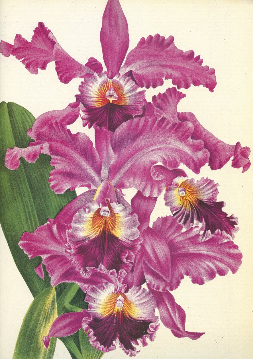Botanisk tavle/Cattleya labiata var. Perfecta/Lindenia av Unbekannt