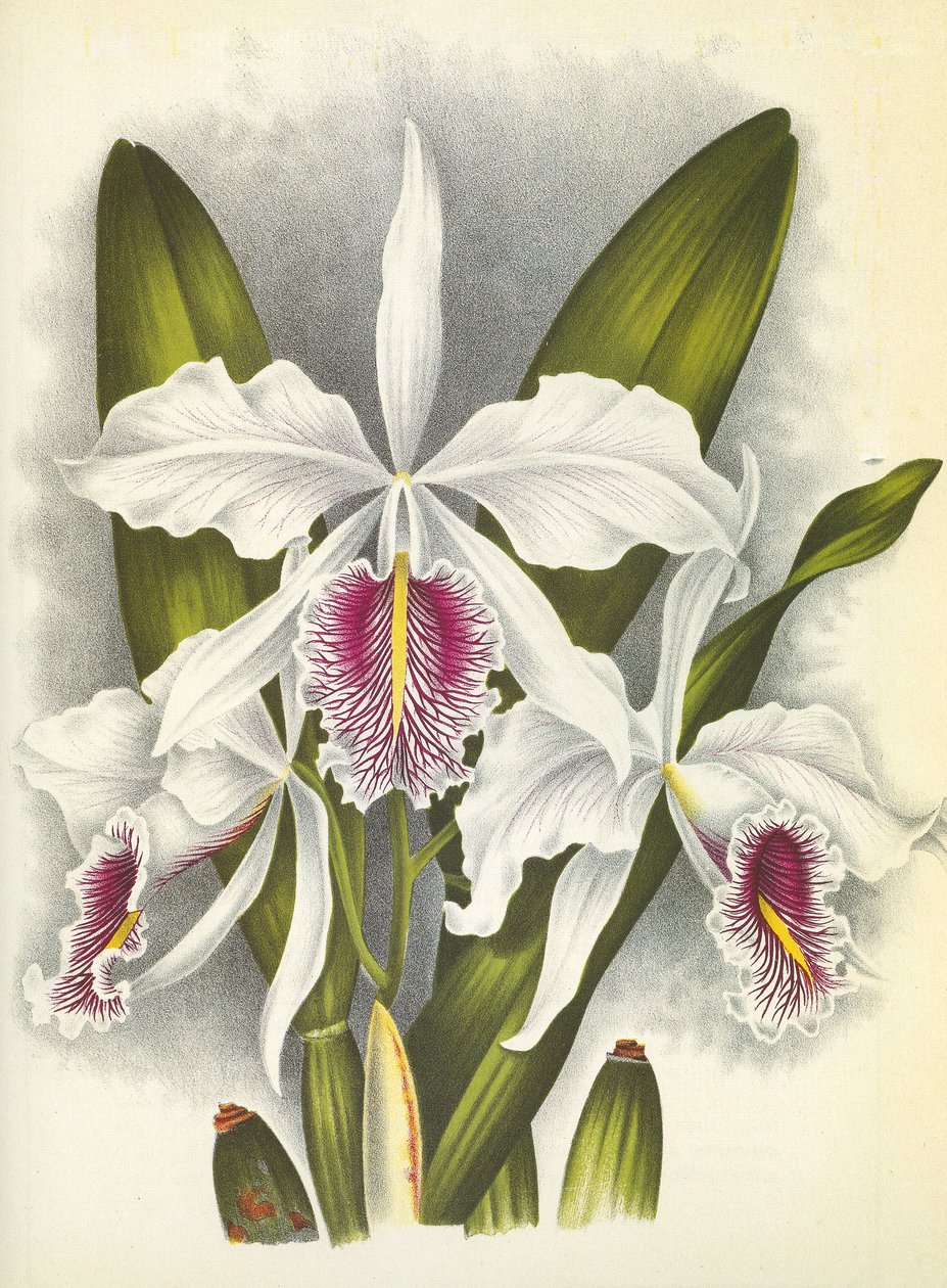 Botanisk tavle/Cattleya maxima var. Virginis/Lindenia av Unbekannt