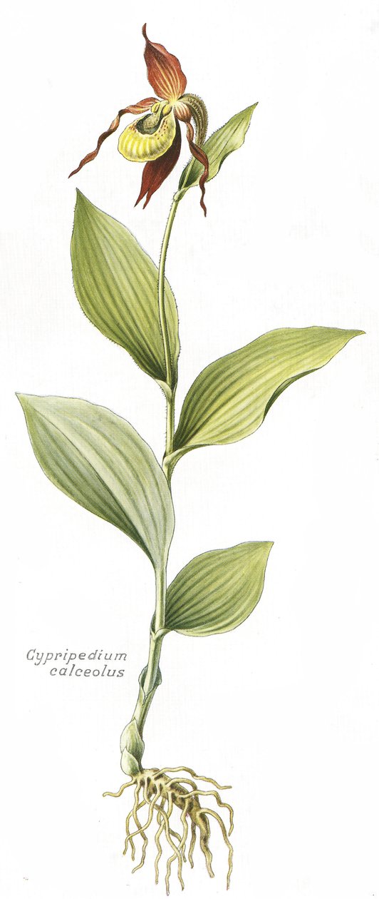 Botanisk tavle/Cypripedium calceolus/Venus hov av Unbekannt