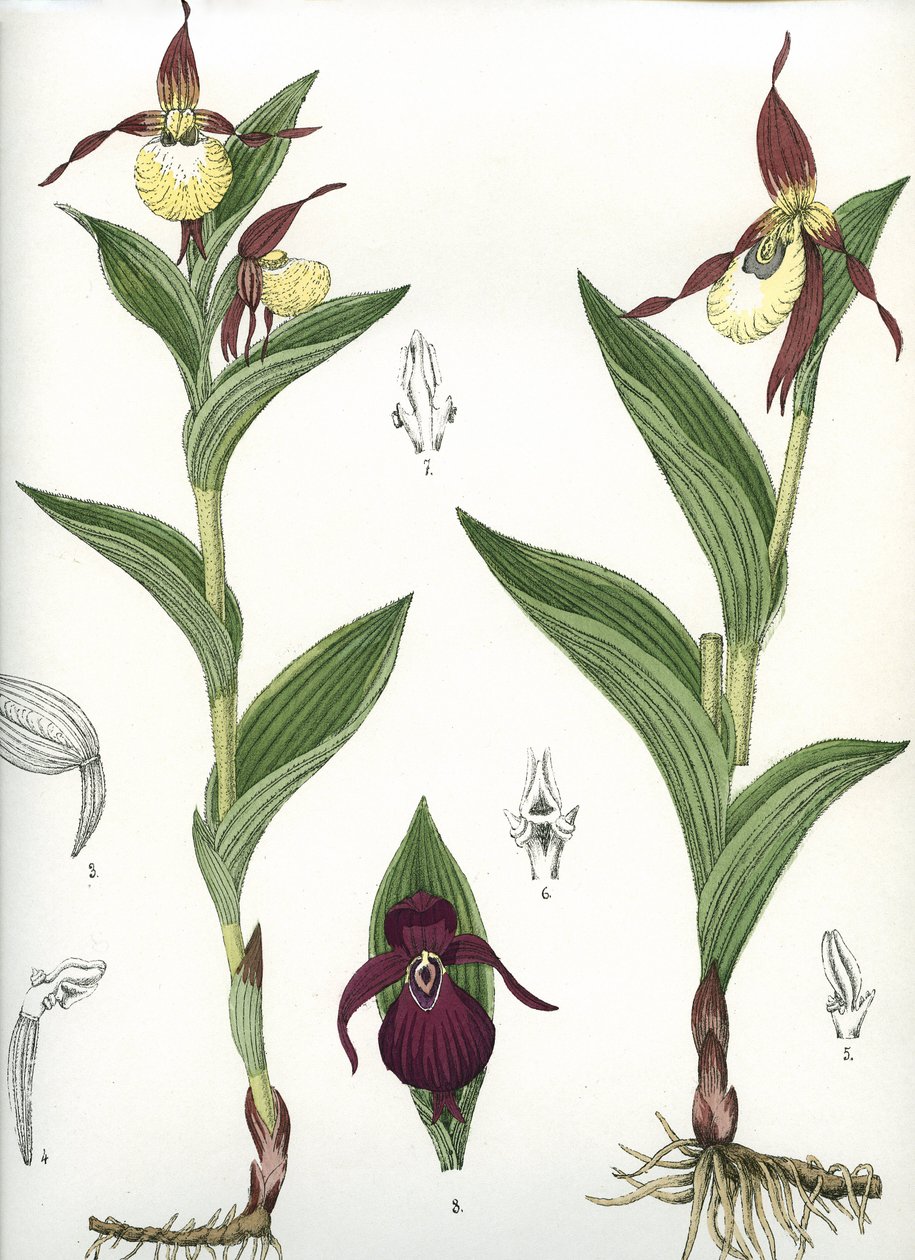 Botanisk tavle/Cypripedium calceolus/Venus hov av Unbekannt