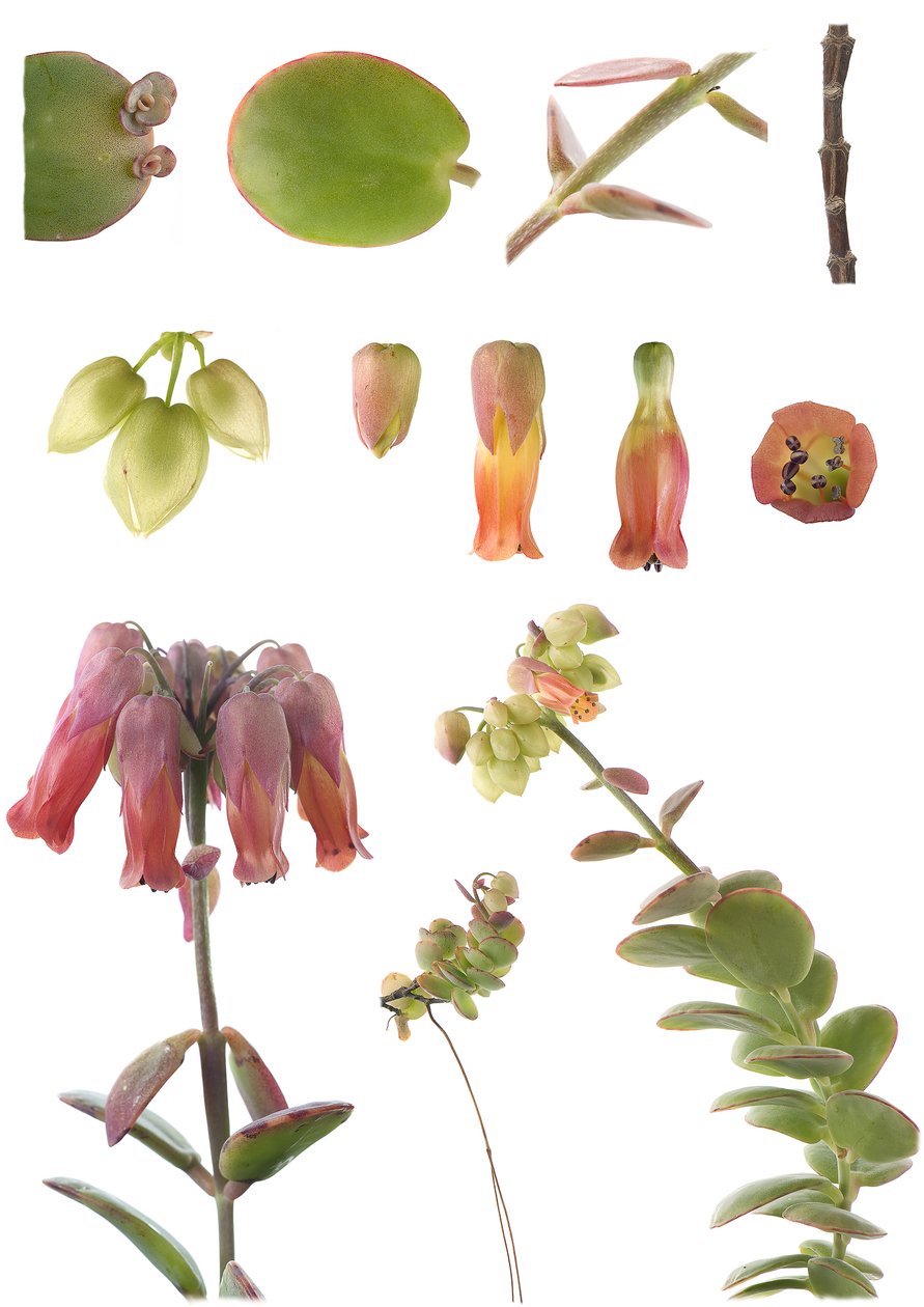 Botanisk styre/Kalanchoe marnieriana av Unbekannt