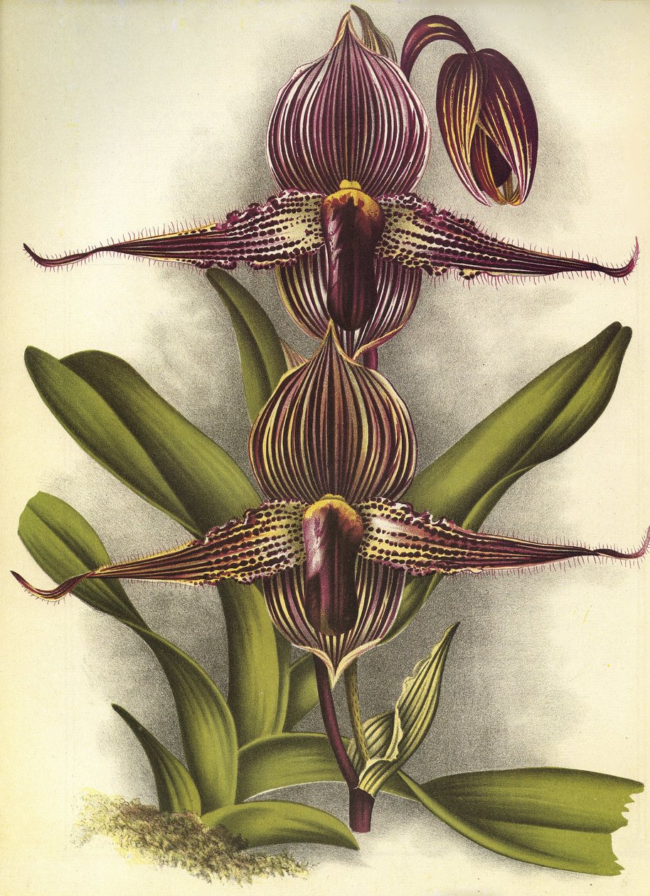 Botanisk styre/Paphiopedilum rothschildianum/Lindenia av Unbekannt